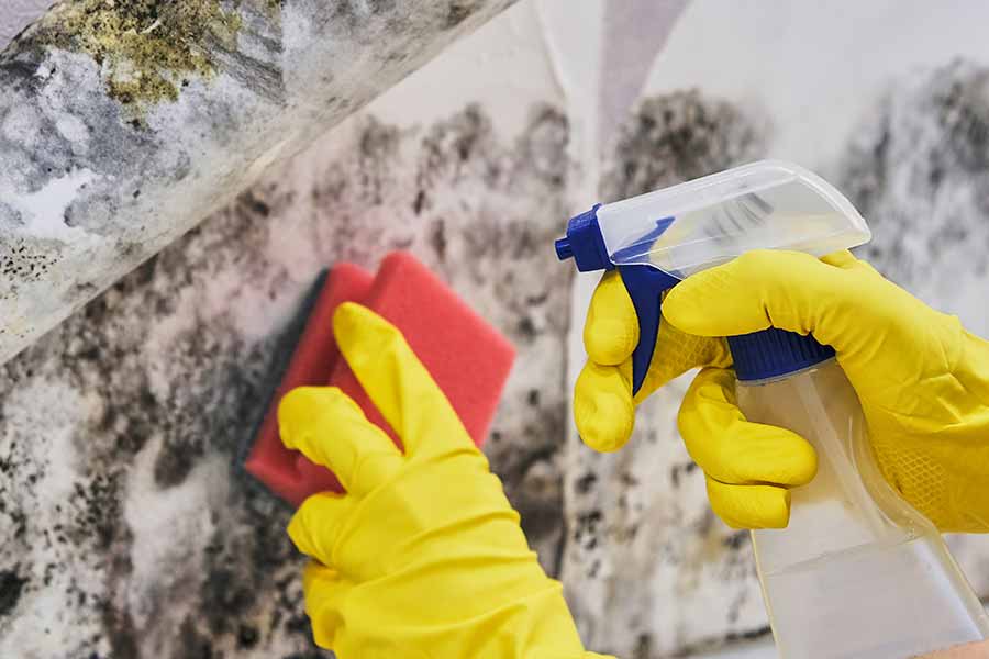 how to get rid of mould