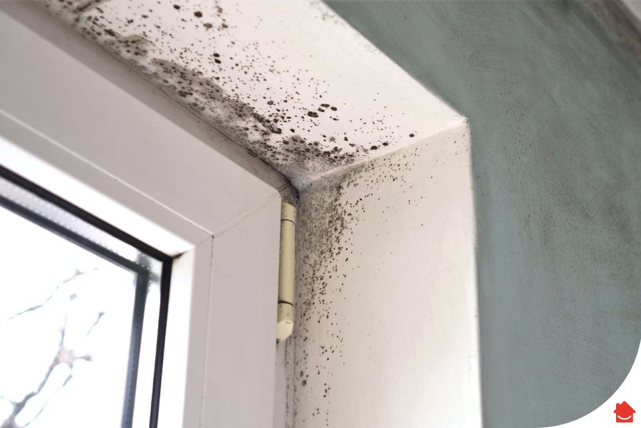 window with black mould - black mould