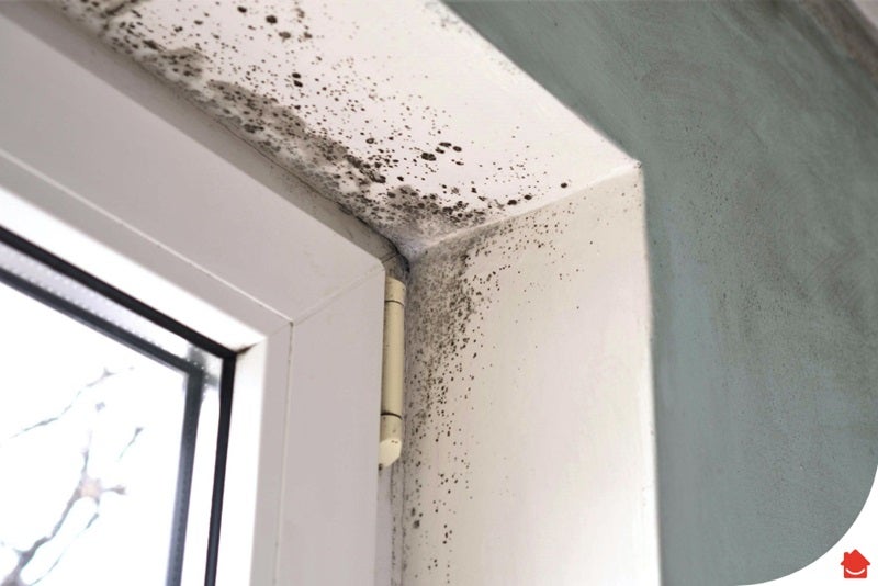 How to Get Rid of Mould HomeServe